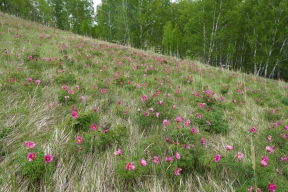 Алтайские исследователи наткнулись на целое поле исчезающих краснокнижных цветов