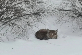 В село Парфеньево Костромской области стала ежедневно захаживать рысь