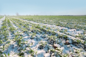 Потери посевов в Тамбовской области из-за майских заморозков достигли 6%