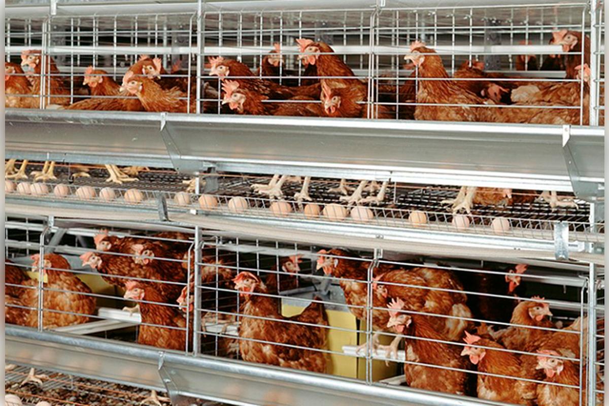 Тульская птицефабрика заплатит штраф за вывоз помета к деревне