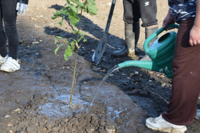 В Тверской области прошла акция по озеленению парка у музея в Оленино