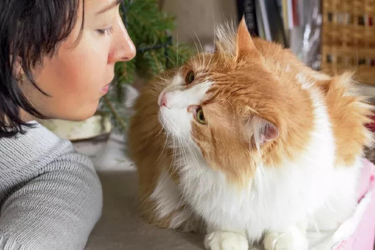 Гинзбург предупредил об угрозе эпидемии птичьего гриппа из-за кошек