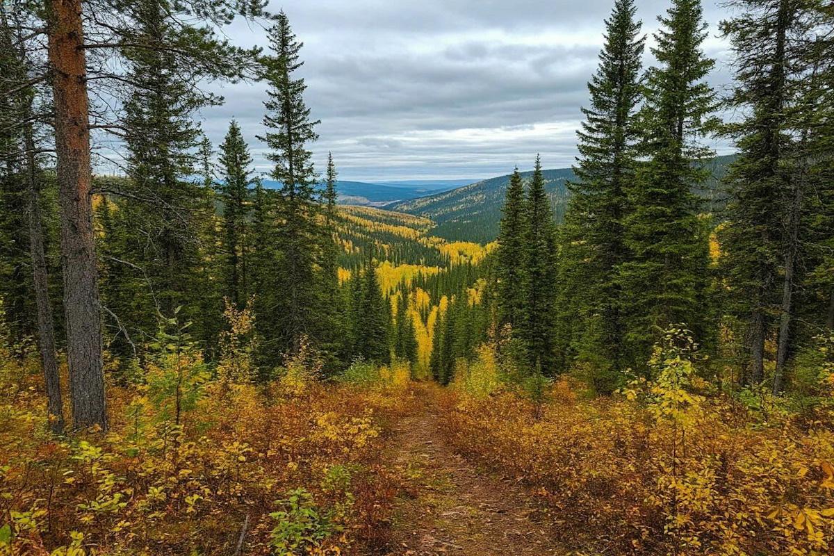 Разработка E-CAHORS позволит следить за «дыханием» лесов и болот с помощью лазеров