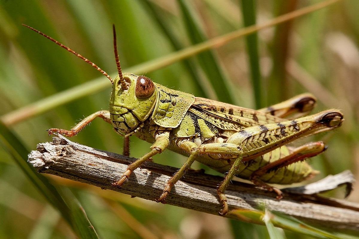 Канарские острова атаковали полчища африканской саранчи