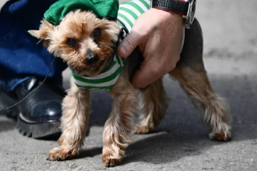 В Челябинской области всех домашних питомцев поставят на учет