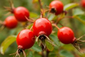 Шиповник по ГОСТу: что изменится для покупателей с 1 сентября