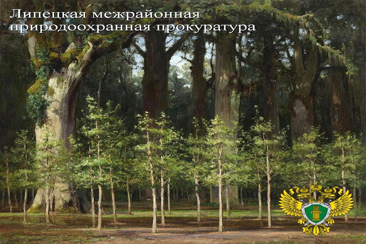 Липецкая прокуратура проверила соблюдение закона в ходе реализации проекта «Сохранение лесов»