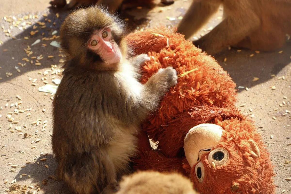 Брошенный всеми, кроме соцсетей: как макака Панти собрала толпы в японском зоопарке