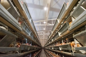 Астраханская птицефабрика «Владимирская» инвестирует в расширение производства 3,5 млрд рублей