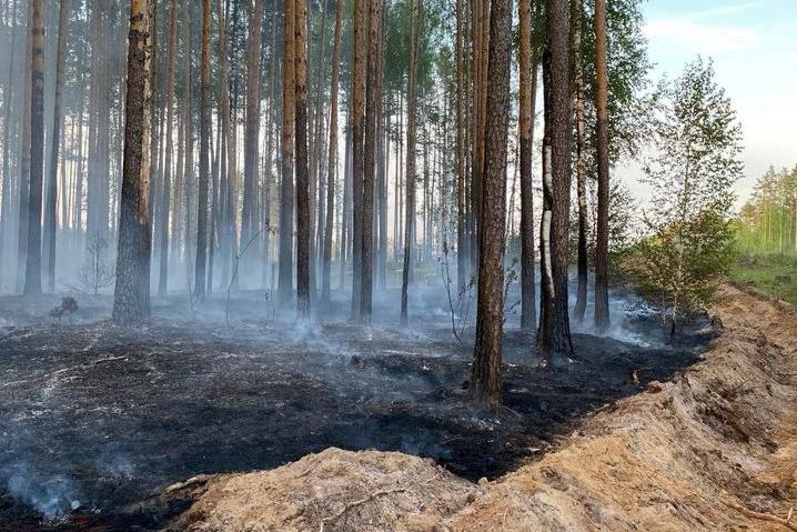 В лесах Марий Эл сохраняется высокая пожароопасность