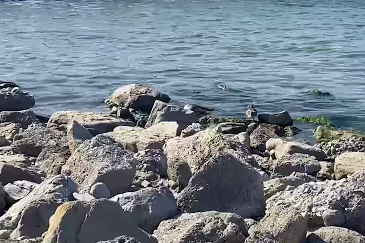 В Анапе очищены более 600 квадратных метров каменистого берега от мазута