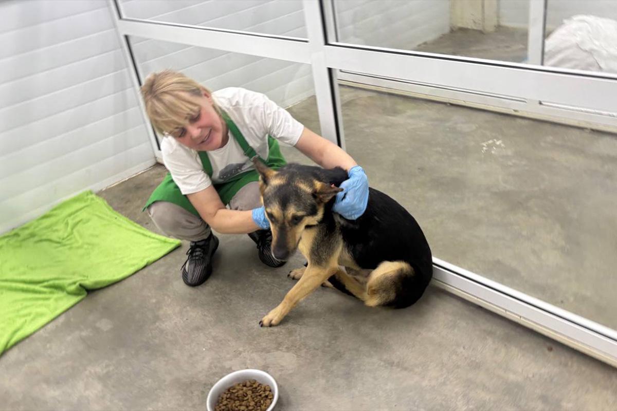 По поручению мэра Руслана Болотова городские власти проверили условия содержания 160 отловленных собак в приюте «К-9»