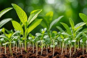 Растения оказались умнее, чем мы думали: ученые выяснили, что они умеют считать дни