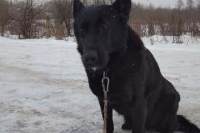 Две немецкие овчарки - Лютая и Екка - ушли на пенсию после 10 лет службы в Курской таможне