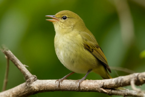 В Боливии нашли вид певчих птиц, о существовании которых ранее не знали