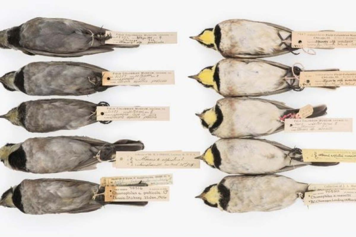 Воробьи рассказали, чем дышали люди в начале XX века