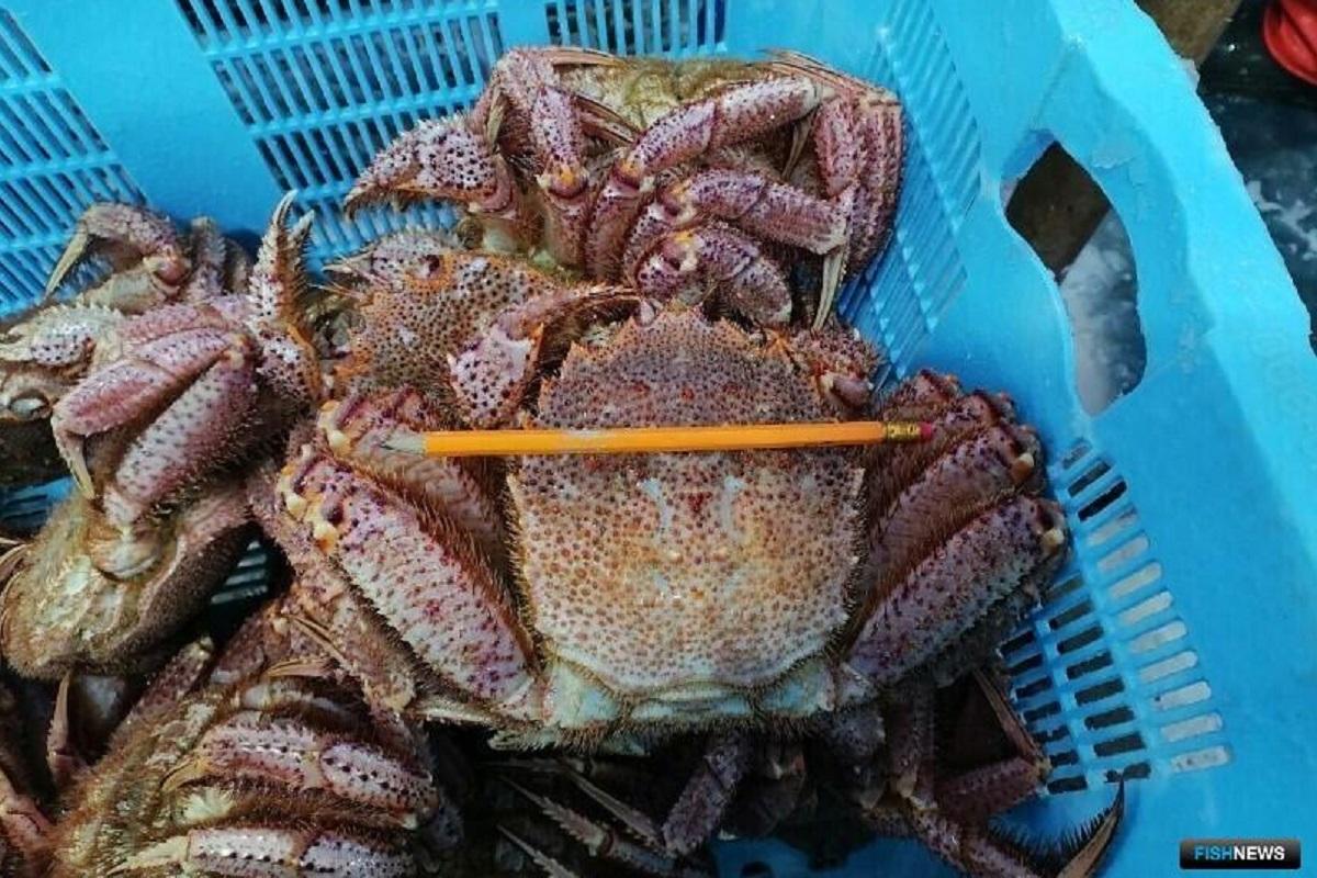 На Сахалине исследовали запасы волосатого краба в феврале