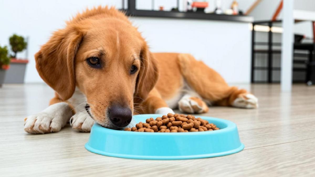 Стало известно, при каких обстоятельствах витаминные добавки для собак могут представлять угрозу