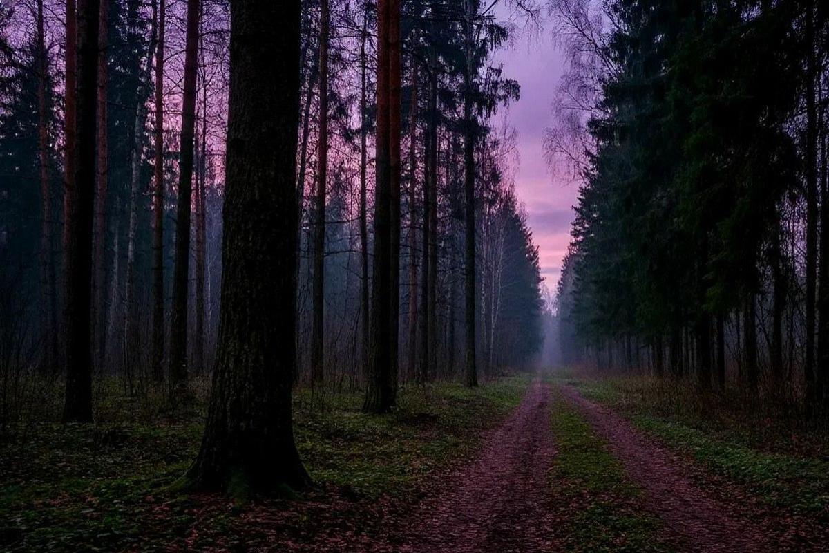 Проснулся рассадник зла. В какие леса под Москвой лучше не ходить из-за аномалии