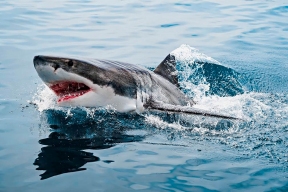 The expert shared the main rules when encountering a shark