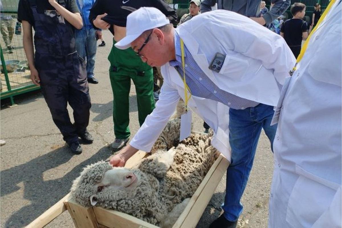 В Чите началась Российская выставка племенных овец и коз