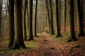 Леса ДНР планируют восстановить с помощью биотехнологий из Воронежа