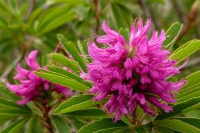 Конфетка против колита: солодка неожиданно ударила по тяжелым болезням кишечника