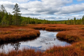 Ученые выяснили, как «дышит» заброшенный торфяник: выбросы метана достигли пика