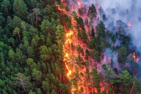 В западных районах Липецкой области ожидается чрезвычайная пожароопасность лесов