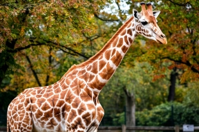 В Калининградском зоопарке поселят медведей с водопадом и подводным обзором