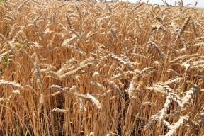 В Тамбовской области подвели предварительные итоги уборочной кампании