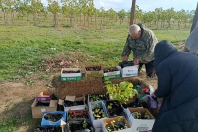 Лес для будущего: Калмыкия делает ставку на биотехнологии и клонирование деревьев