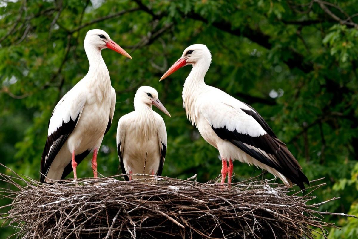 Крылатое чудо Подмосковья: почему аисты вернулись в регион и что скрывается за успехом их спасения
