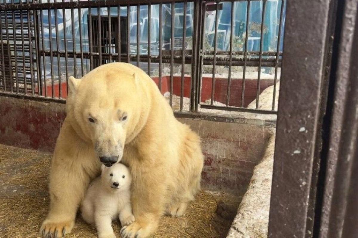 В зоопарке Перми рассказали, когда можно увидеть медвежонка Парму