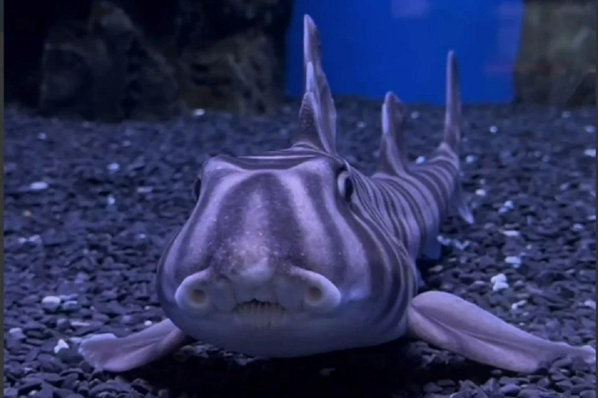 Ученые: бычьи акулы заводят «друзей» и выбирают себе партнеров