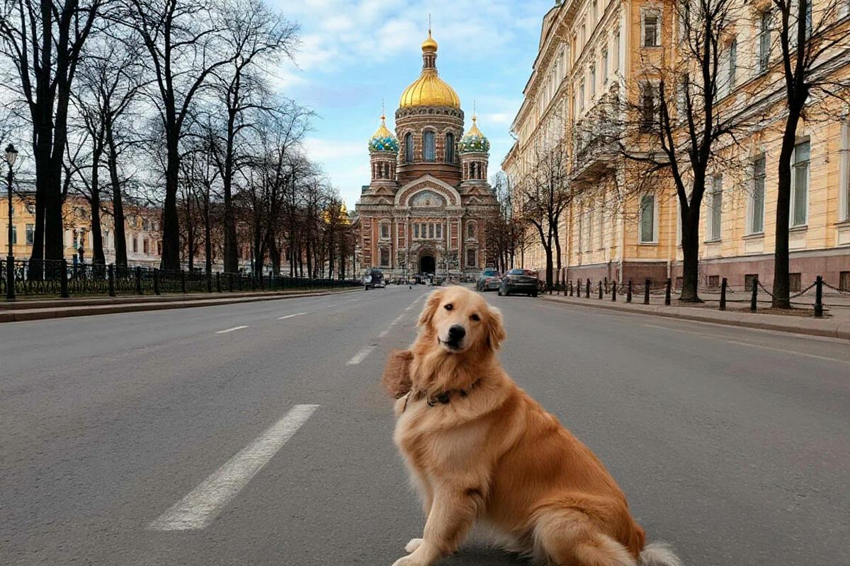 Петербург стал лидером по числу апрельских поездок с питомцами
