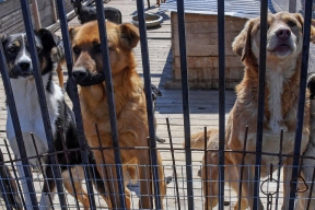 В Улан-Удэ на ярмарке бесплатно раздадут собак