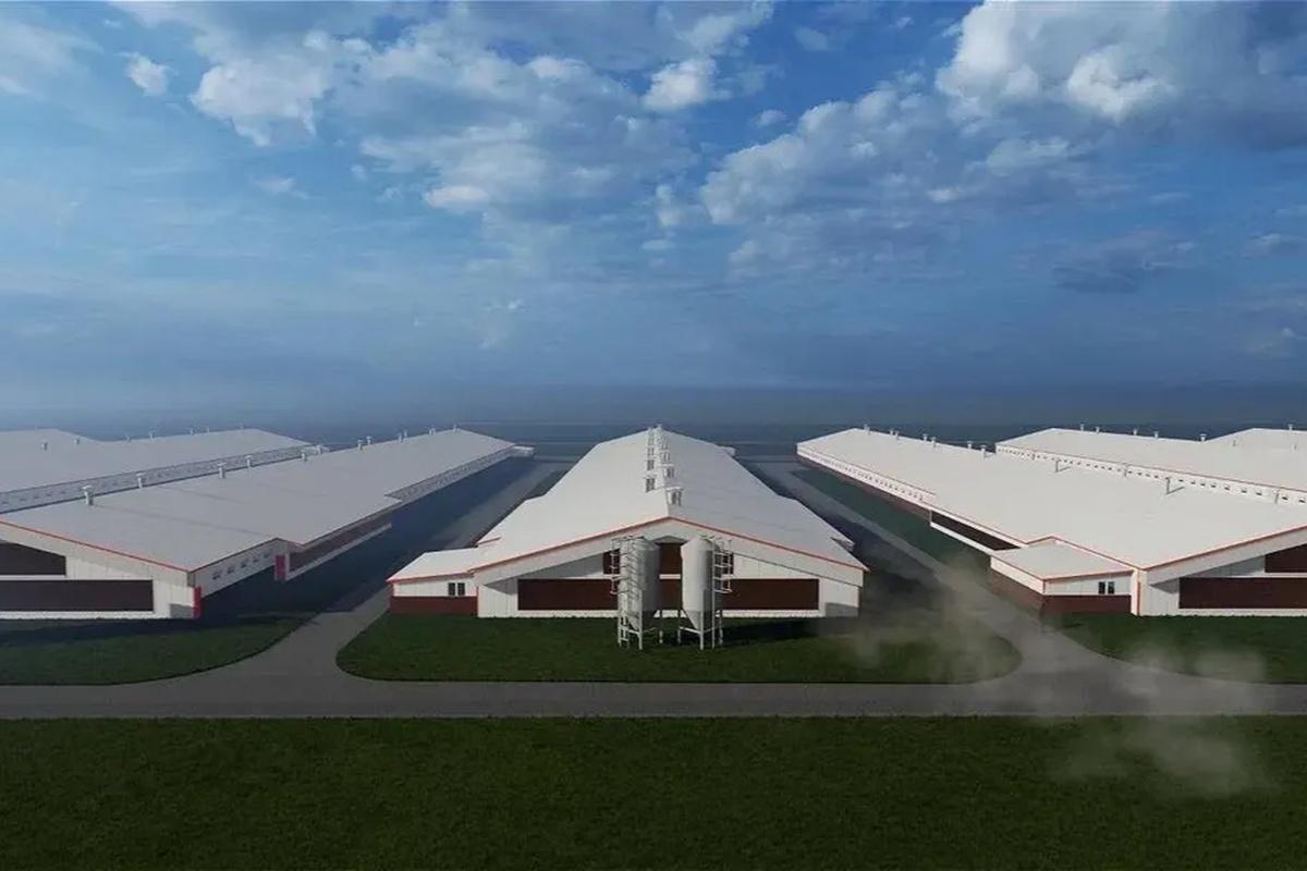 Новый яичный магнат появится в Подмосковье