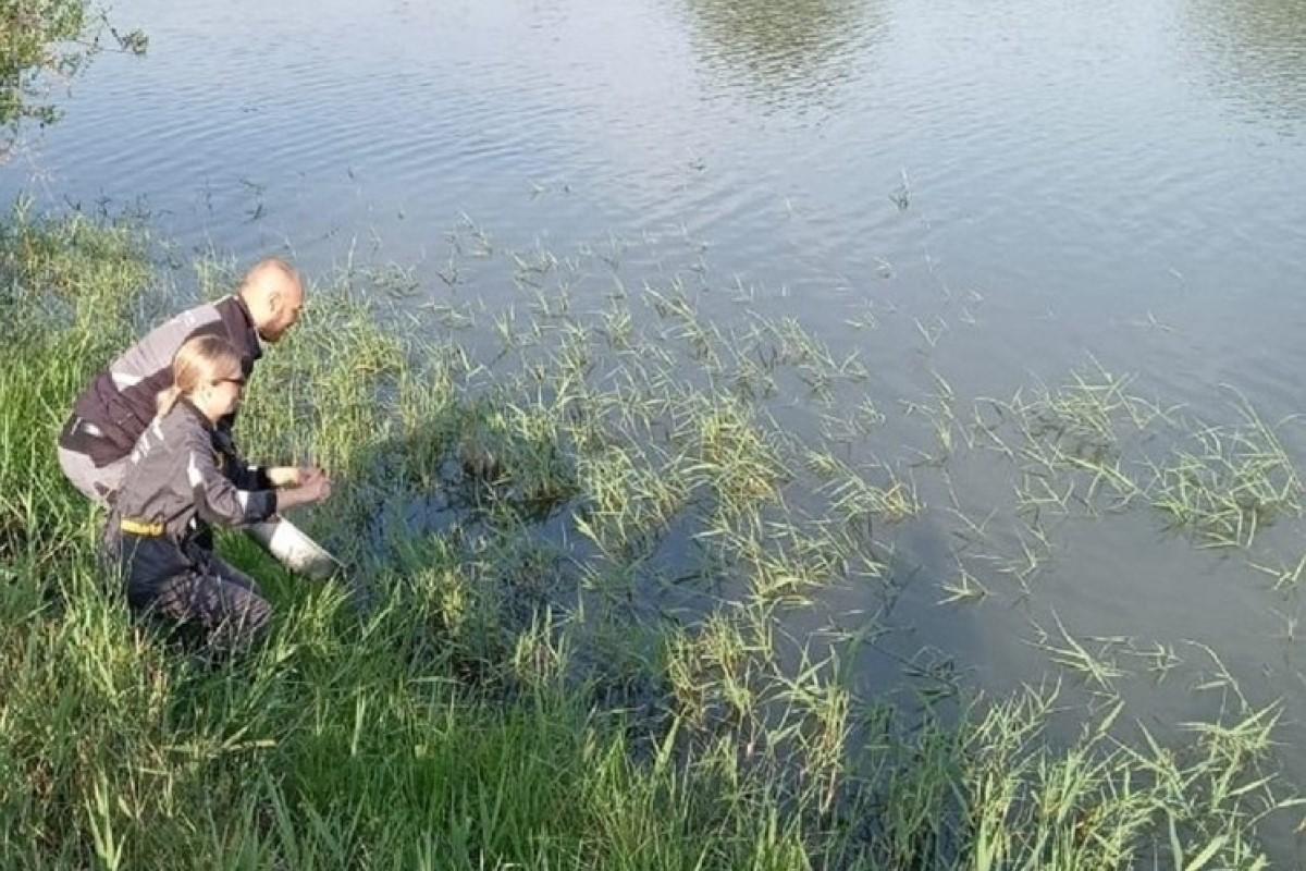 Более тысячи мальков русского осетра выпустили в Волгу в Волгоградской области