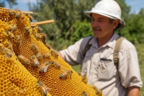 Пчеловоды Приморья завершили сбор мёда