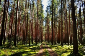 В Тамбовской области отчитались о восстановлении лесов