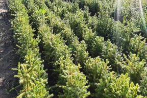 В Свердловской области восстановили 32 тыс. гектаров леса, поврежденного пожарами в текущем году