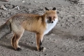 Власти Томска объяснили, почему лисы и соболи стали выходить к людям