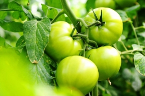 Ставрополье удерживает первенство в производстве тепличных овощей в России