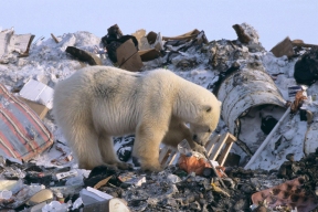 Научная экспедиция будет искать в Арктике бактерии, способные уничтожать пластик