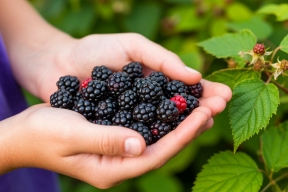 В Удмуртии впервые собрали урожай ежевики на фермерском ягодном хозяйстве