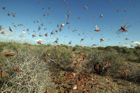 Abnormally warm winter is fraught with locust infestation in 21 Russian regions