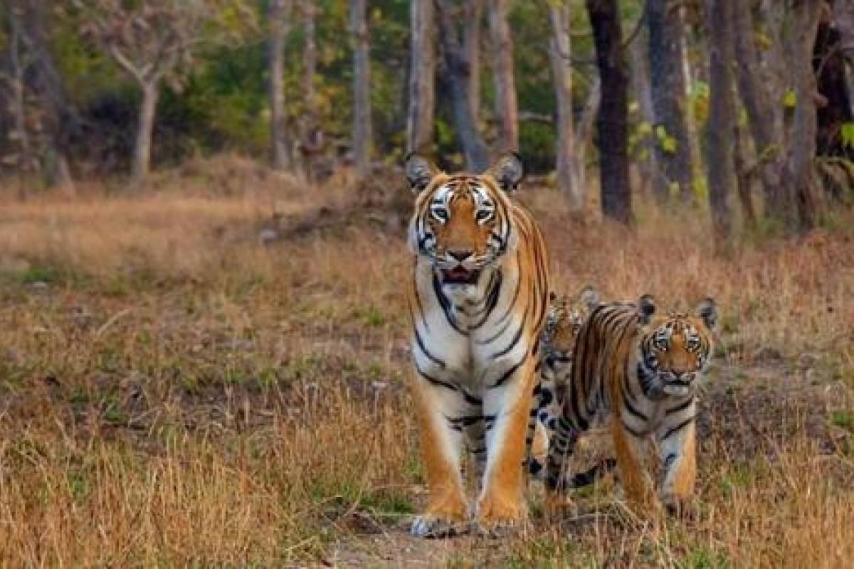 Tigers in India have killed six people in five days