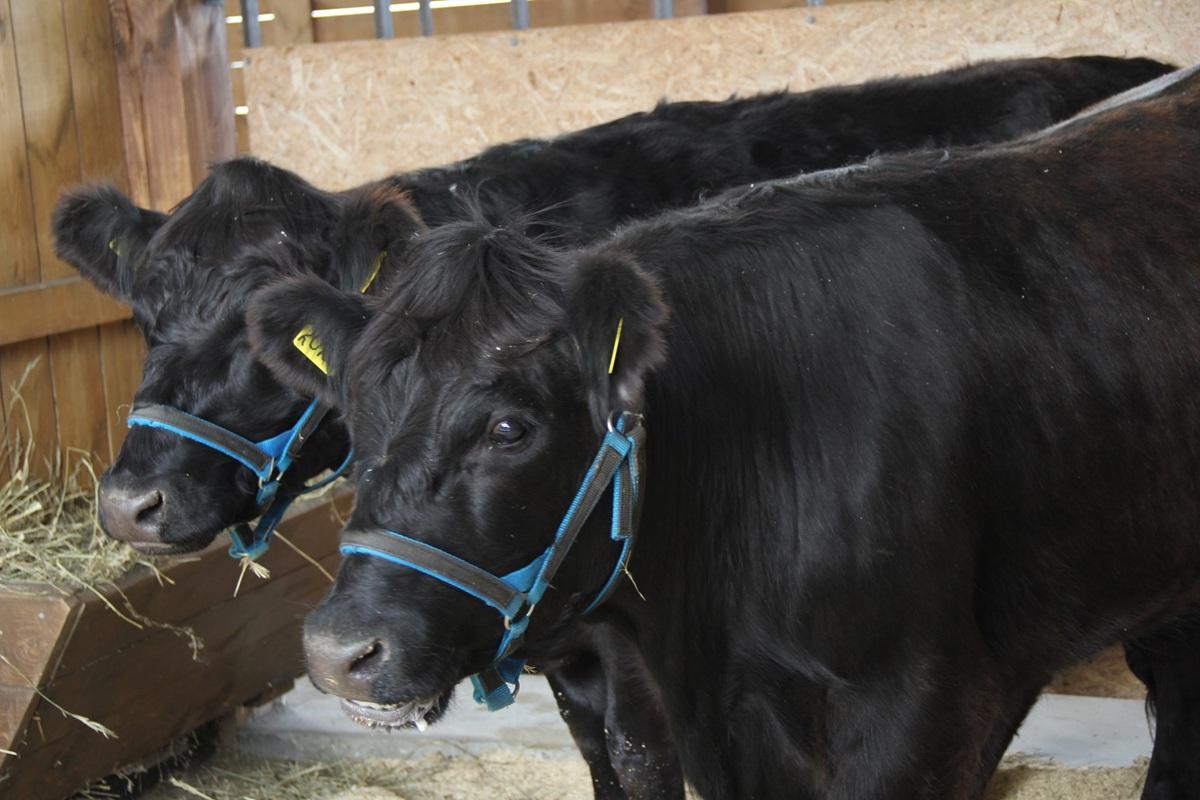Аграрии Дальнего Востока просят увеличить господдержку животноводства вдвое