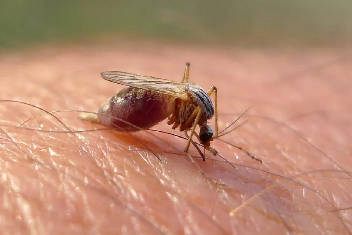 Ученые обнаружили на побережье Восточной Африки новый вид комаров